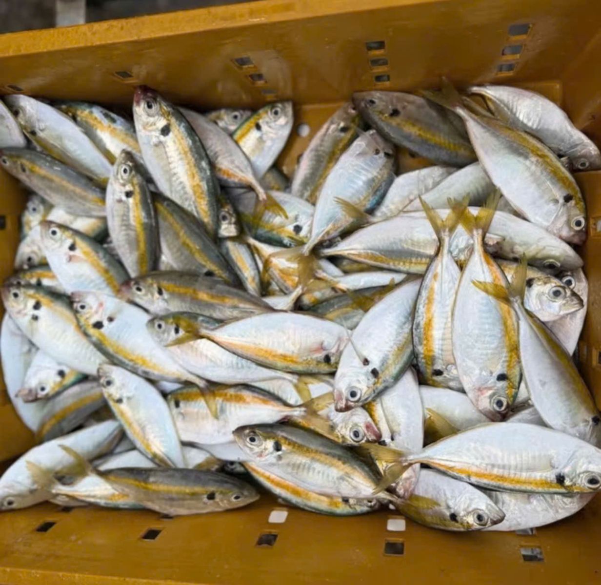 Cá Chỉ Vàng Phơi Khô